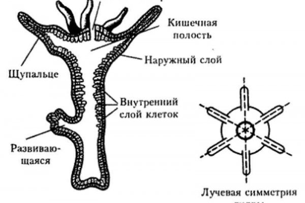 Кракен вместо гидры